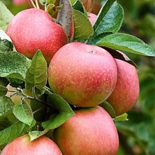 Ahal Fidan Pink Lady (3ADET), Tozlayıcılı (1ADET Golden) Bahar Paketi