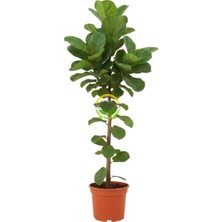 Fidan Sepetim Keman Yapraklı Kauçuk Bitkisi 'Ficus Lyrata' 100cm