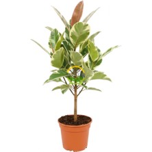 Alacalı Kauçuk Bitkisi 60-80cm