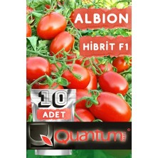 Squash Vertıa F1 Hibrit Sakız Kabağı Tohumu 1 Paket (10 Adet) Tohum