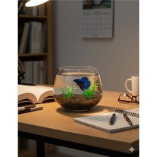 Heryerden Lüks Akvaryum Fanus Özel Kesim Kalın Cam Fanus Vazo Beta Balığı Için Uygun Ağız Çapı 17CM Boy 18 cm