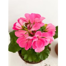 Isparta Gülü Sardunya Pembe Sarkan Sardunya Fidanı Saksılı 10-20 cm