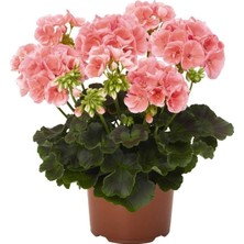 Isparta Gülü Uçuk Pembe Sardunya Çiçeği Fidanı 10-20 cm