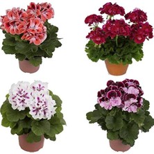 Isparta Gülü Karışık Renk Sardunya Fidanı Fuşya 10-20 cm