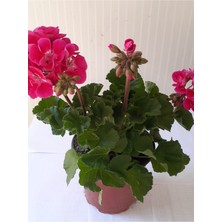 Isparta Gülü Sardunya Çiçeği Fidanı Çingene Pembe 10-20 cm