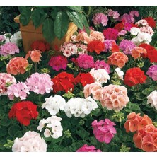 Isparta Gülü Sardunya Çiçeği Karşrk Renk 1 Adet 10-20 cm