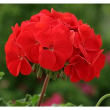 Isparta Gülü Sardunya Çiçeği Fidanı Kırmızı 10-20 cm