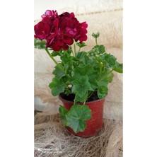 Isparta Gülü Bordo Sakız Sardunya Fidanı Bordo 10-20 cm