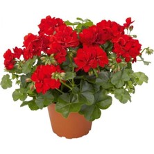 Isparta Gülü Sardunya Çiçeği Fidanı Kırmızı Saksılı 10-20 cm