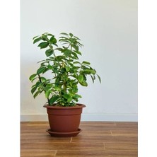 Isparta Gülü Kokulu Gardenya Ev Ve Ofis Bitkisi Gardenya Jasminoides 10-20 cm