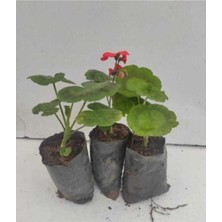 Isparta Gülü Kırmızı Sardunya Çiçeği 3 Adet 10-20 Cm