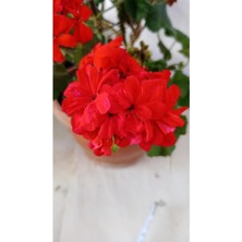 Isparta Gülü Kadife Kırmızı Sardünya Çiçeği Fidesi 10-20 cm