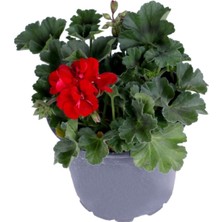 Isparta Gülü Sardunya Çiçeği Fidanı Saksı'da Pelargonium Kırmızı Renk 10-20 cm