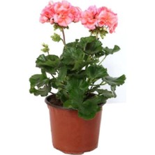 Isparta Gülü Açık Pembe Yavruağzı Sardunya Çiçeği 10-20 cm