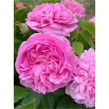 Kokulu Reçellik Isparta Gülü Fidanı Saksılı 10-20 cm