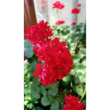 Isparta Gülü Sardunya Çiçeği Fidanı Kırmızı 10-20 cm