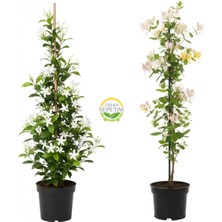 Arap Yasemini & Hanımeli Fidanı Seti (2'li Paket)