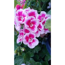 Isparta Gülü Sardunya Fidesi Fidanı Tatlı Pembe 10-20 cm