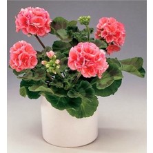 Isparta Gülü Sardunya Fidanı Pudra Pembesi 10-20 cm