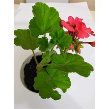 Isparta Gülü Sardunya Fidanı Mercan Kırmızı 10-20 cm