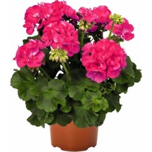 Isparta Gülü Çingene Pembesi Sakız Sardunya Fidanı 1 Adet 10-20 cm