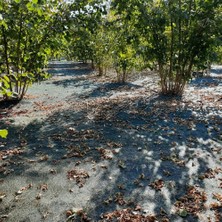 Hype Store Morilu Fındık Toplama Filesi -%55'lik Kenarları Düz Yeşil File - Gölgeliği - Bahçe Çevirme Filesi -