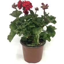 Isparta Gülü Saksılı Kırmızı Sardunya Çiçeği 15-25 cm Potted Red Geranium Flower