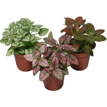 Isparta Gülü Hostes Çiçeği Hypoestes Çilli Yaprak Çiçeği Fidanı 3 Adet 10-20 cm