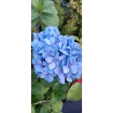 Isparta Gülü Mavi Ortanca Fidanı Hydrangea Macrophylla 10-20 cm