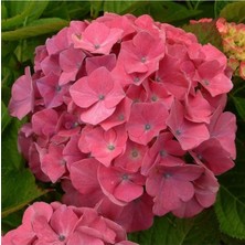 Isparta Gülü Uçuk Pembe Ortanca Fidanı Saksılı 10-20 cm