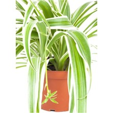 Isparta Gülü Kurdela Kordela Çiçeği 10-20 cm Chlorophytum Comosum