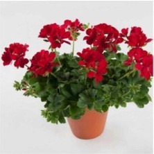 Isparta Gülü Sardunya Çiçeği Fidanı Karışık Renk 1 Adet 10-20 cm