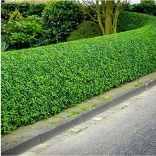 Isparta Gülü Ligüstrüm Lüküstürüm Ligustrum Japonica Kurtbağrı Fidanı 40- 80 cm