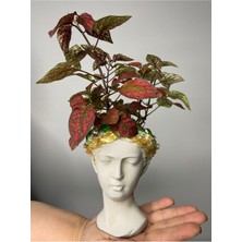 Isparta Gülü Helen Serisi Hypoestes (Hostes Çiçeği) Çiçeği Fidanı 10-20 cm