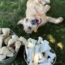 Delixa Nylabone Ec Tavuk Aromalı Köpek Çiğneme Kemiği M