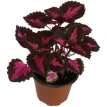 Isparta Gülü Yaprak Cam Güzeli Fidanı Özel Renk 10-20 Cm