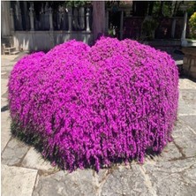 Isparta Gülü Acem Halısı Fidanı 10-20 cm