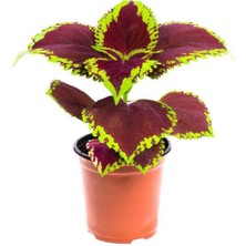 Isparta Gülü Yaprak Güzeli Kolyos Çingene Şalvarı Ikili Set 10-20 cm