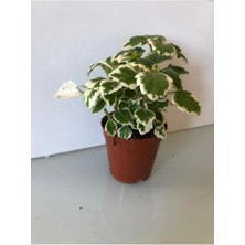 Isparta Gülü Özel Üretim Sarı Yeşil Yaprak Güzeli 10-20 cm