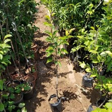 Taber 3 Yaş Aşılı Santamaria Armut Fidanı, Torbada