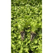 Kağan Fide Market Kıvırcık Marul Fidesi 300 Adet ( 1 Koli )