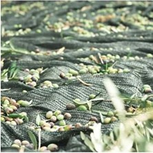 Özgürce Renkli Zeytin Toplama Filesi Örtüsü, Pratik ve Şık Tasarım