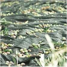 Özgürce Pratik ve Hafif Zeytin Toplama Filesi, 4x8 Boyut, Kolay Kullanım