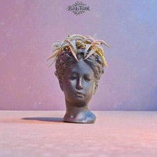 Beton Helen Saksıda Ithal Noel Şarkısı Sukulent Familyası |bitkitürk Tasarım