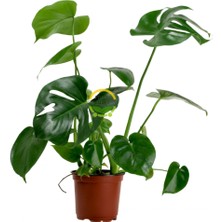 Fidan Sepetim Deve Tabanı Bitkisi 40-50cm (Monstera Deliciosa)