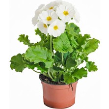 Arslanfidan Onbir Ay Çiçeği - Beyaz / Saksılı Dolgun