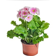 Arslanfidan Onbir Ay Çiçeği - Pembe / Saksılı Dolgun