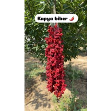 Gaziantep Dolmalık Kapya Biber (45-50 Adet)