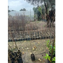 Sever Fidancılık Ihlamur Fidanı  1-1,5 Metre Tüplü