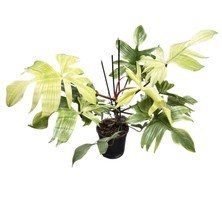 Betonish Philodendron 'florida Ghost'